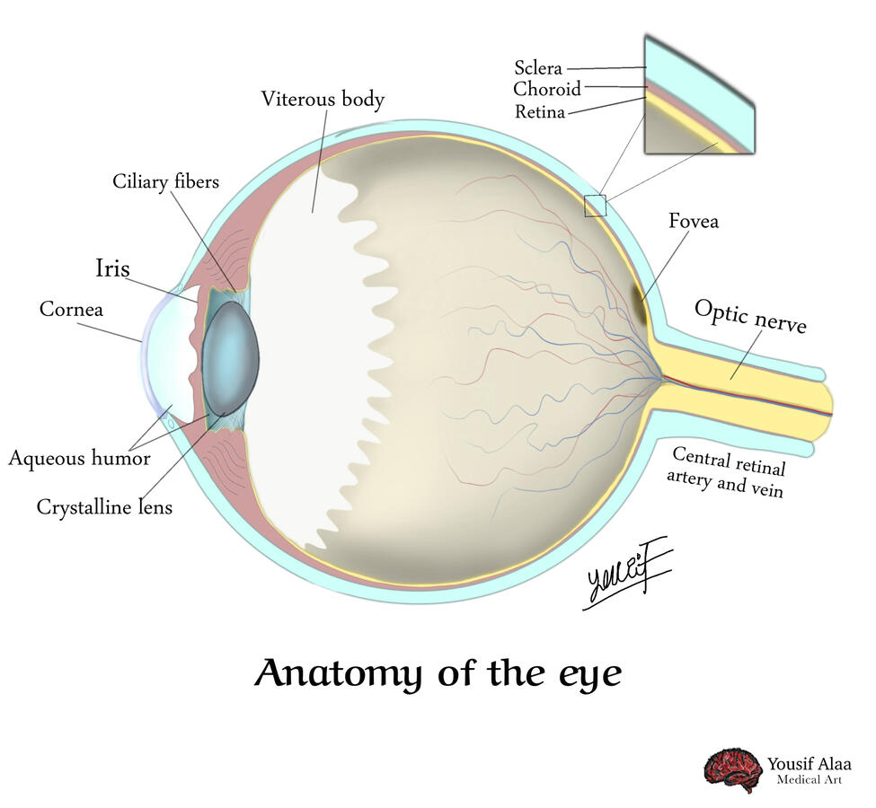 The anatomy of the eye